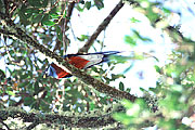 Picture 'Cr1_02_03 Quetzal, Costa Rica'